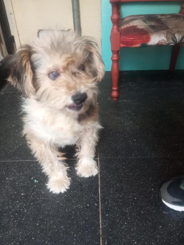 Stella Piccola Cagnolina